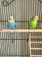 Parakeet Birds for sale in Riverbank, California. price: $40