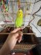 Parakeet Birds for sale in Philadelphia, Pennsylvania. price: $130