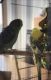 Parakeet Birds for sale in Moorhead, Minnesota. price: $450