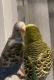 Parakeet Birds for sale in Framingham, Massachusetts. price: $100