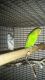 Parakeet Birds for sale in Greenville, NC, USA. price: NA