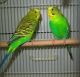 Parakeet Birds for sale in Jacksonville, FL, USA. price: $20