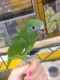 Parakeet Birds for sale in Anaheim, CA, USA. price: NA
