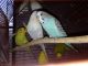 Parakeet Birds for sale in Needville, TX 77461, USA. price: NA