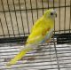 Parakeet Birds for sale in Orange, CA, USA. price: NA