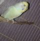 Parakeet Birds for sale in Needville, TX 77461, USA. price: NA