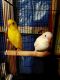 Parakeet Birds for sale in Northwest Houston, Houston, TX, USA. price: NA