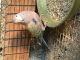 Parakeet Birds for sale in Artesia, CA 90701, USA. price: NA