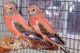 Parakeet Birds for sale in Fairfax, VA, USA. price: $75