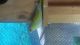 Parakeet Birds for sale in Anaheim, CA 92804, USA. price: NA