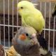 Parakeet Birds for sale in Rockaway, NJ 07866, USA. price: NA