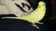 Parakeet Birds for sale in DeKalb, IL, USA. price: NA