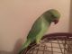 Parakeet Birds for sale in New York, NY, USA. price: $50