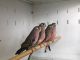 Parakeet Birds for sale in Nashville, TN, USA. price: NA