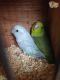 Parakeet Birds for sale in Los Angeles, CA, USA. price: NA