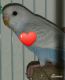 Parakeet Birds for sale in Palm Springs, CA, USA. price: $20