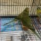 Parakeet Birds for sale in Orange, CA, USA. price: NA