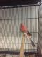 Parakeet Birds for sale in Sylmar, Los Angeles, CA, USA. price: NA