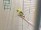 Parakeet Birds for sale in Lakewood, CO, USA. price: NA