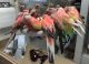 Parakeet Birds for sale in 7243 Kelvin Ave, Winnetka, CA 91306, USA. price: NA