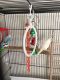 Parakeet Birds for sale in Mt Orab, OH, USA. price: NA
