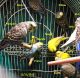 Parakeet Birds for sale in Tulsa, OK 74105, USA. price: NA