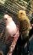 Parakeet Birds for sale in Liberty, SC 29657, USA. price: NA