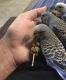 Parakeet Birds for sale in Fuqua St, Houston, TX, USA. price: NA