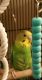 Parakeet Birds for sale in Chelsea, MA 02150, USA. price: NA