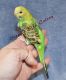 Parakeet Birds for sale in Aylett, VA, USA. price: NA