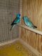 Parakeet Birds for sale in Lake Villa, IL, USA. price: $500