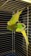 Parakeet Birds for sale in Garden City, MI 48135, USA. price: NA
