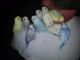 Parakeet Birds for sale in Norfolk, VA, USA. price: NA