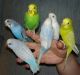 Parakeet Birds for sale in Baltimore, MD, USA. price: $15