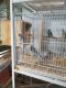 Parakeet Birds for sale in Kissimmee, FL, USA. price: NA