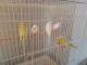 Parakeet Birds for sale in Bloomington, IN, USA. price: NA