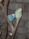Parakeet Birds for sale in Grifton, NC, USA. price: NA