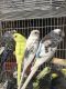 Parakeet Birds for sale in Long Beach, CA, USA. price: NA