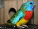 Parakeet Birds for sale in Morrisdale, PA 16858, USA. price: NA