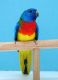 Parakeet Birds for sale in Jacksonville, FL, USA. price: $350