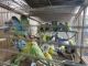 Parakeet Birds for sale in Kissimmee, FL, USA. price: NA