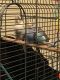 Parakeet Birds for sale in Bloomington, IL, USA. price: NA