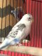 Parakeet Birds for sale in Yukon, OK, USA. price: NA