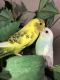 Parakeet Birds for sale in Mounds View, MN 55112, USA. price: $45
