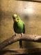 Parakeet Birds for sale in Olympia, WA, USA. price: NA