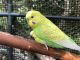 Parakeet Birds for sale in Olympia, WA, USA. price: $15