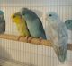 Parakeet Birds for sale in Grovetown, GA 30813, USA. price: NA