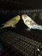 Parakeet Birds for sale in 630 Timberlake 1 Cir, Seneca, SC 29678, USA. price: $75