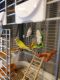 Parakeet Birds for sale in Chardon, OH 44024, USA. price: NA