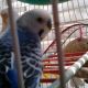 Parakeet Birds for sale in 1204 Stonehedge Trail Ln, St. Augustine, FL 32092, USA. price: NA